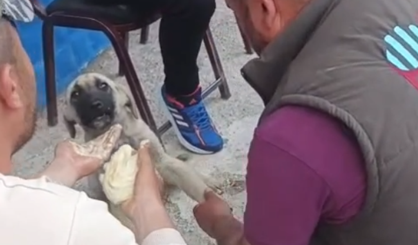 Bozköy’de yavru köpeğin imdadına vatandaşlar yetişti