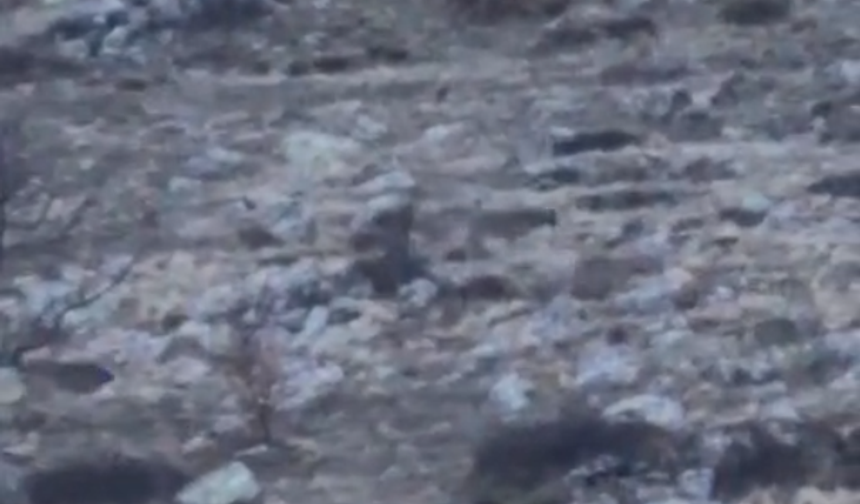 Niğde Yaylayolu Köy’ünde 5 kurt görüntülendi