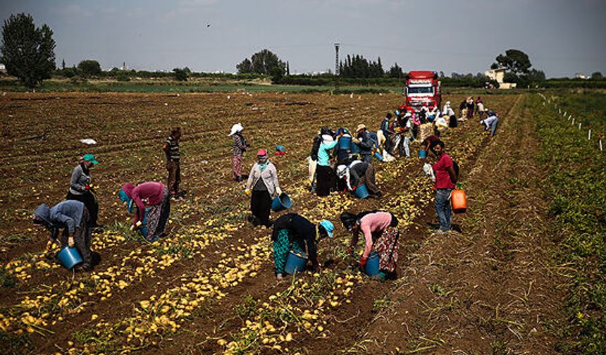 Tarımda en yüksek maaş Niğde’de