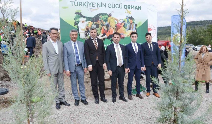 Yanan alanlar yeniden yeşeriyor