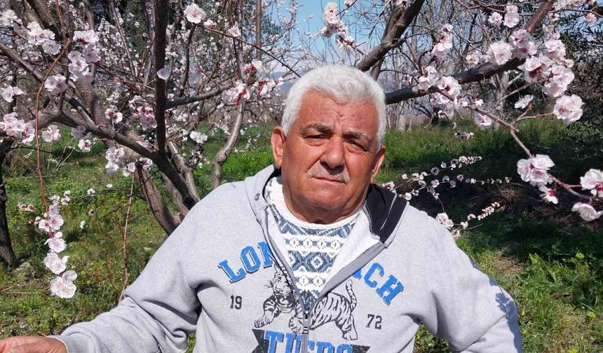 Kayısı ağaçları adeta gelinliğe büründü