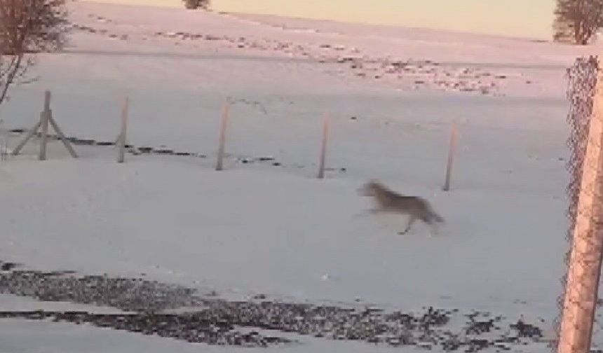 Sürüden ayrılarak mahsur kalan kurt, cep telefonu ile görüntülendi