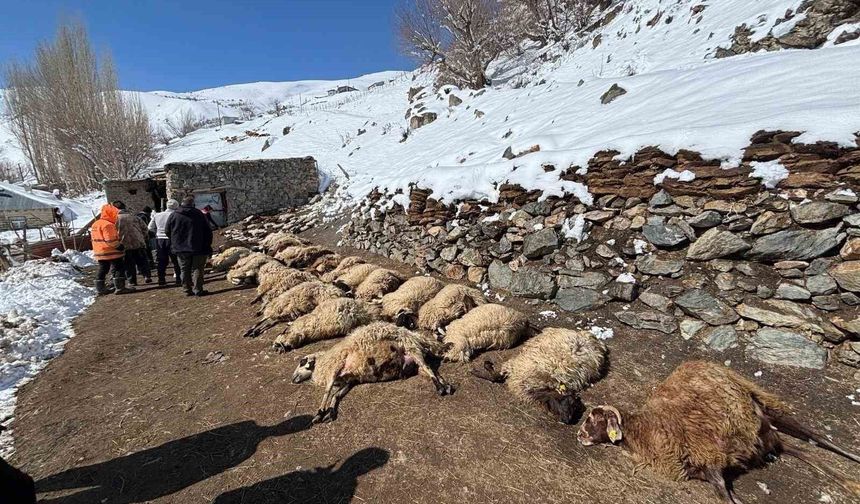 Ahırda feci yangın: 67 küçükbaş hayvan telef oldu