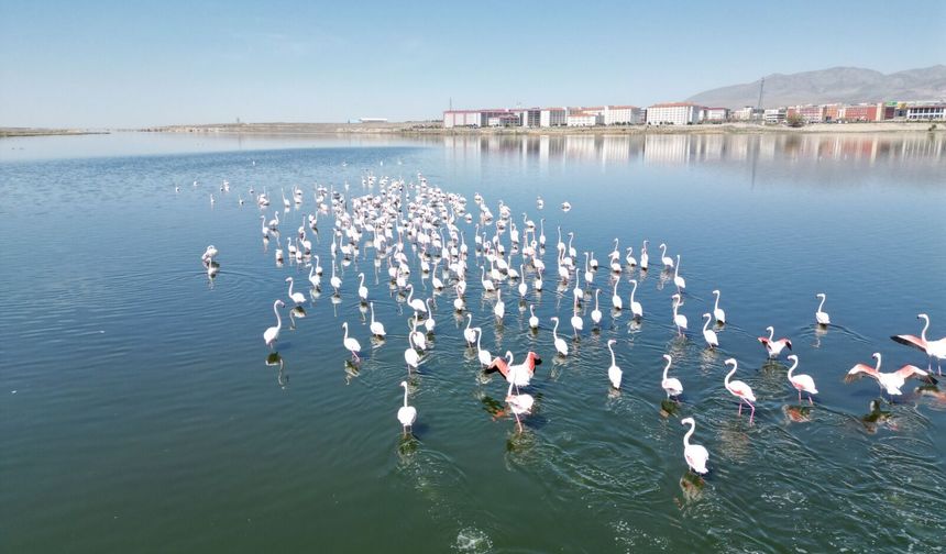 Flamingolar Niğde’de baharı müjdeledi