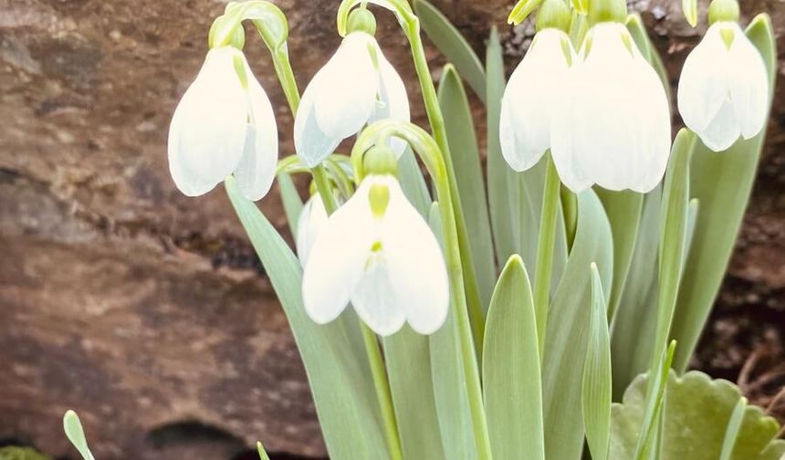 Niğde’de yılın ilk kardelenleri açtı