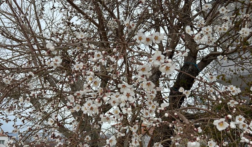 Sazlıca’da badem çiçekleri baharı müjdeledi