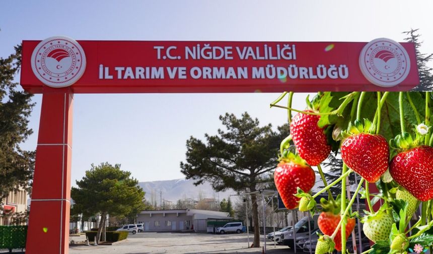 Niğde’de çilek yetiştirmek isteyenlere müjde!