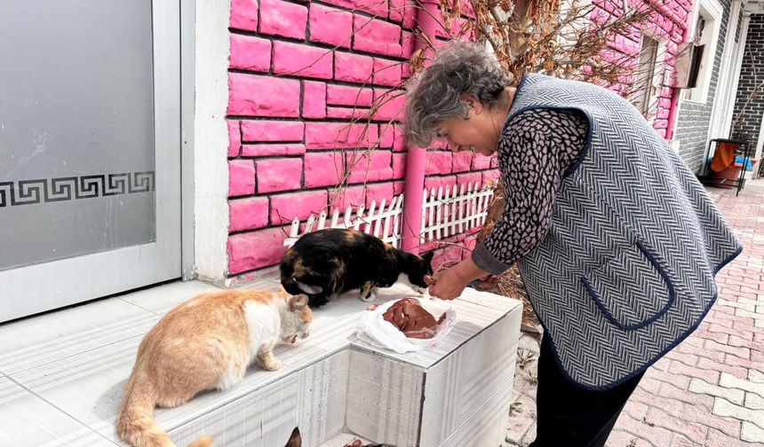 Niğde’de esnaftan sokak kedilerine şefkat eli