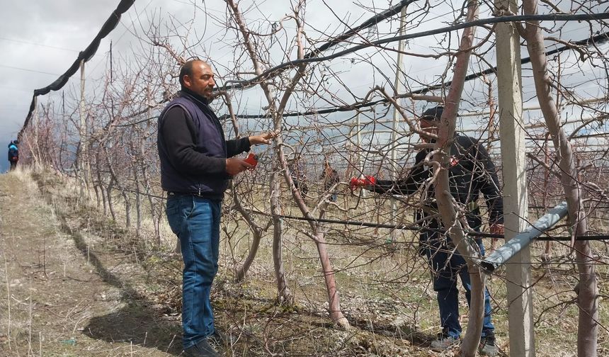 Niğde’de meyve ağaçlarında budama mesaisi başladı