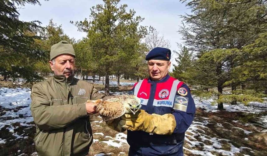 Yaralı Şahin'e Jandarma ekiplerinden yardım eli