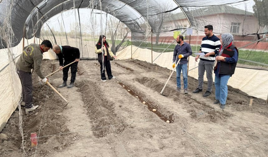 Yerli patates çeşitleri için ıslah çalışmaları hız kazandı
