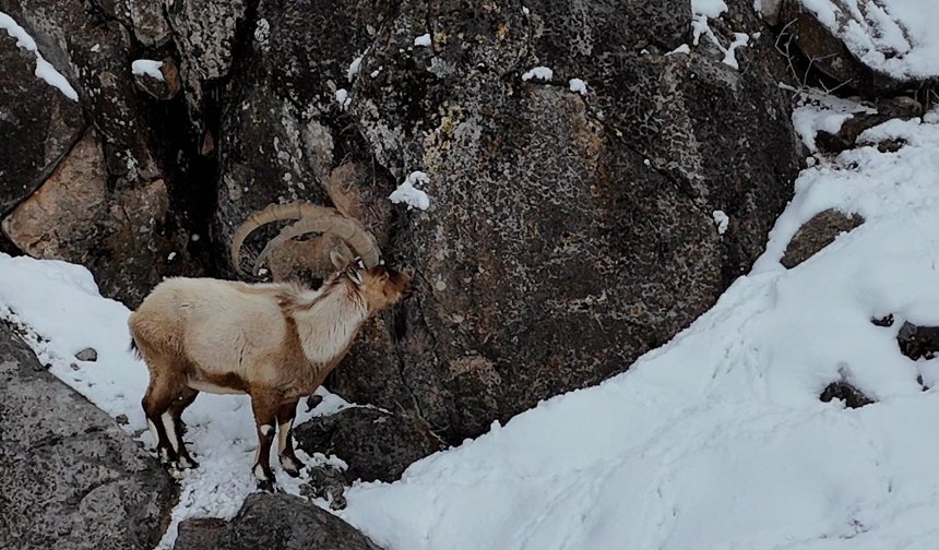 Niğde Aladağlar’da dağ keçilerinin zorlu kışı