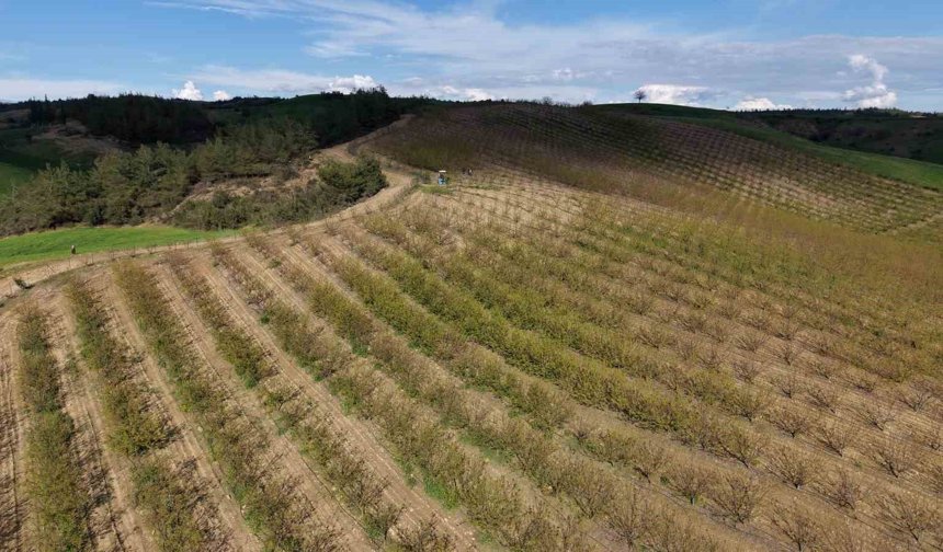 Dolu kayısı bahçelerini vurdu, çağlalar yere döküldü