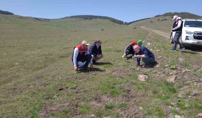 Mera ve yaylalarında otlatma kapasitesi incelemesi