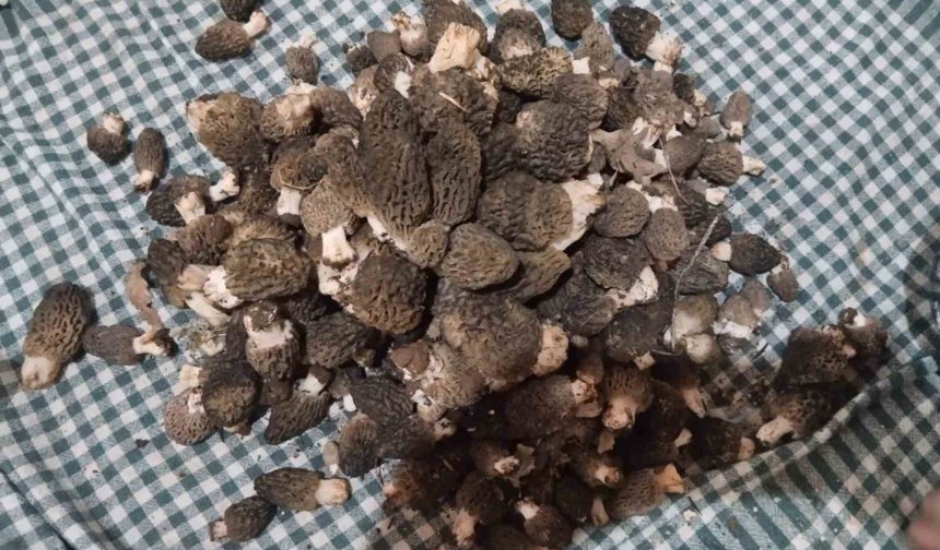 Kuzugöbeği tutkunları sahaya çıktı