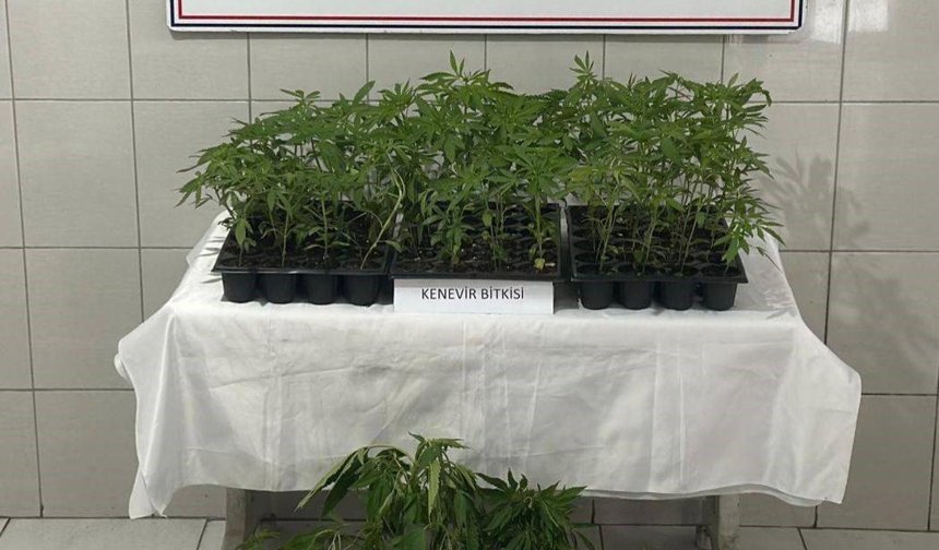 174 kök kenevir ele geçirildi