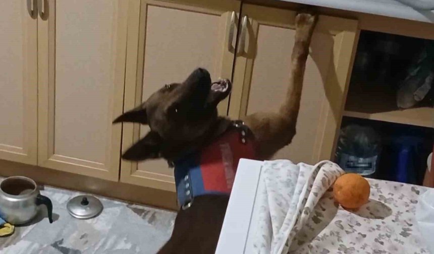 Burnuyla kokladı, patisiyle uyu*şturucuların yerini gösterdi