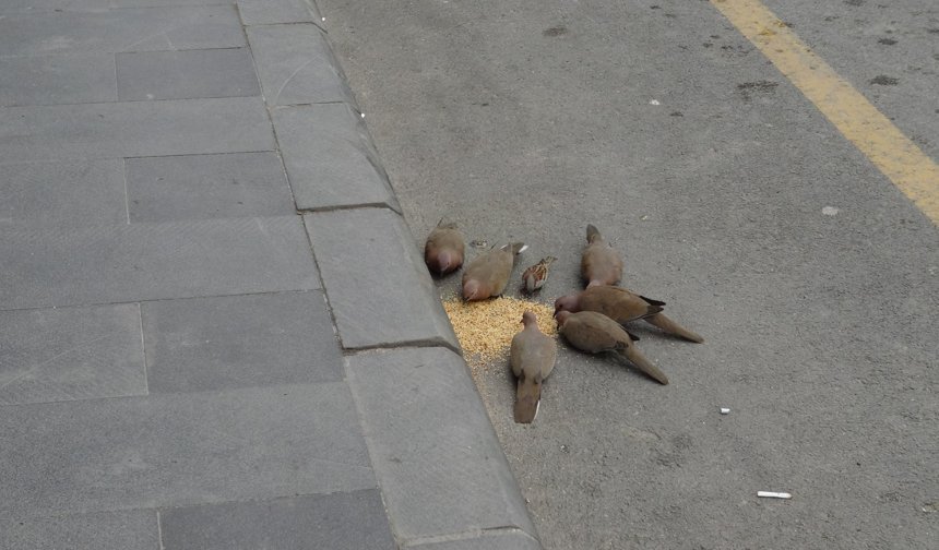 Duyarlı esnaf dükkan önüne yem bıraktı