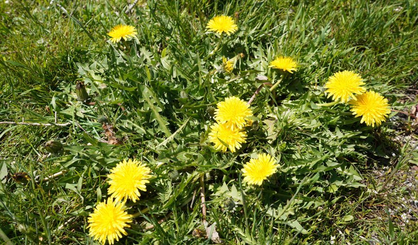 Niğde'de sarı mühürler açtı: Anadolu'da “uyanış" başladı