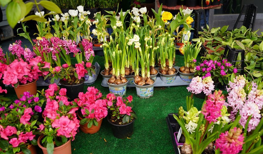 Niğde’de çiçek fideleri tezgahlarda yerini aldı