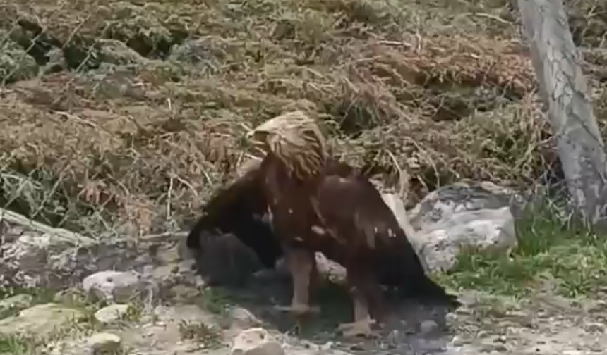 Niğde’de bulunan yaralı kartal korumaya alındı