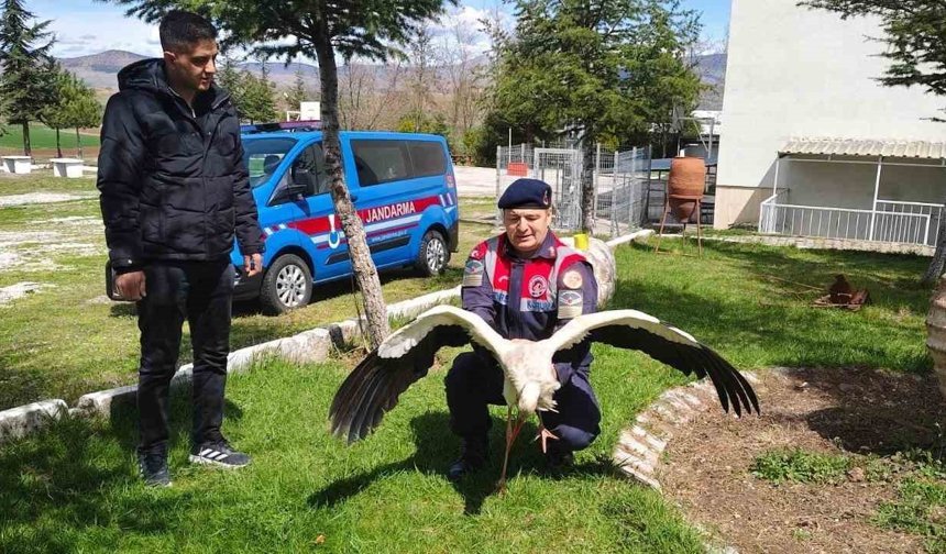 Hasta leylek koruma altına alındı