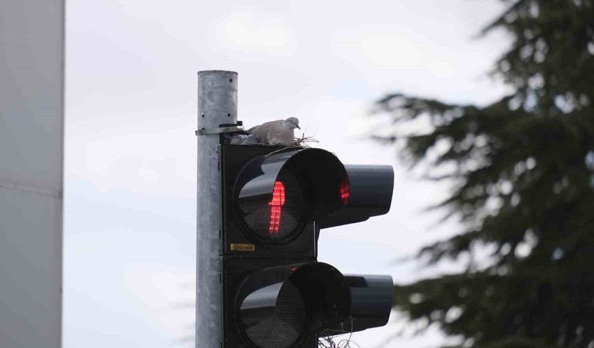En işlek kavşağındaki trafik lambasına yuva yapan kumru görenleri şaşırtıyor