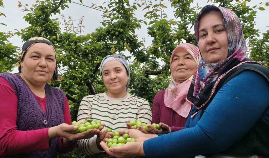 Açıkta erik hasadı başladı, fiyatı 200 TL'ye kadar düştü