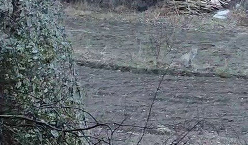 Nesli tükenme tehlikesinde olan vaşak görüntülendi