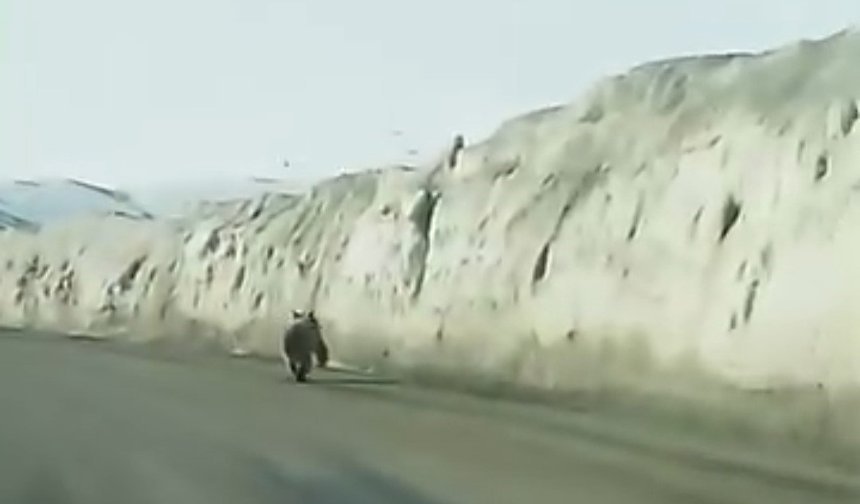 Kara yoluna inen ayı kameraya yansıdı