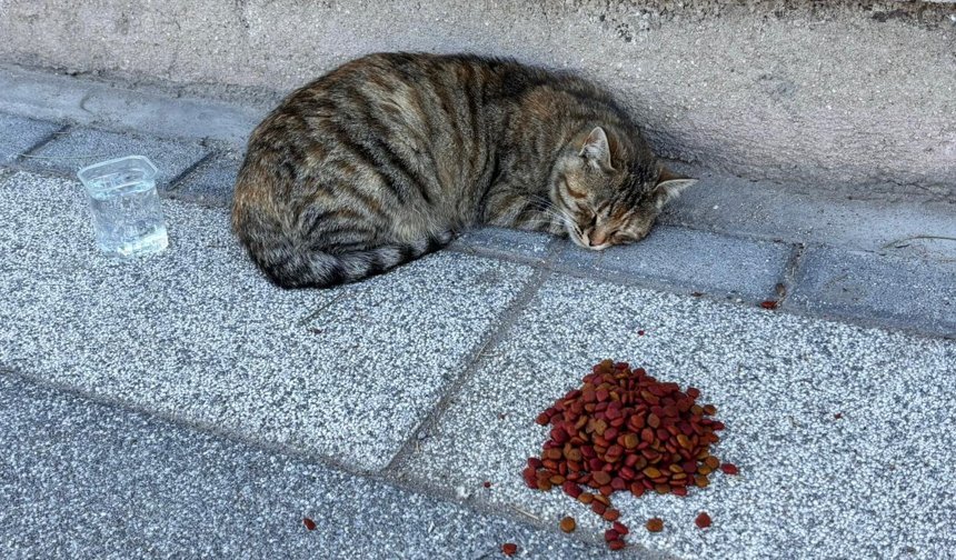 Niğde’de sokak hayvanları için duyarlı adım