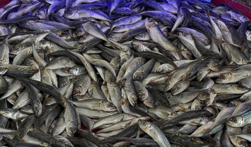 Niğde’de sezonun son balıkları vatandaşla buluşuyor