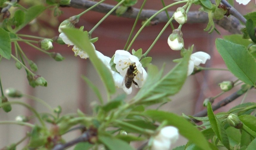 Niğde’de polen mesaisi başladı