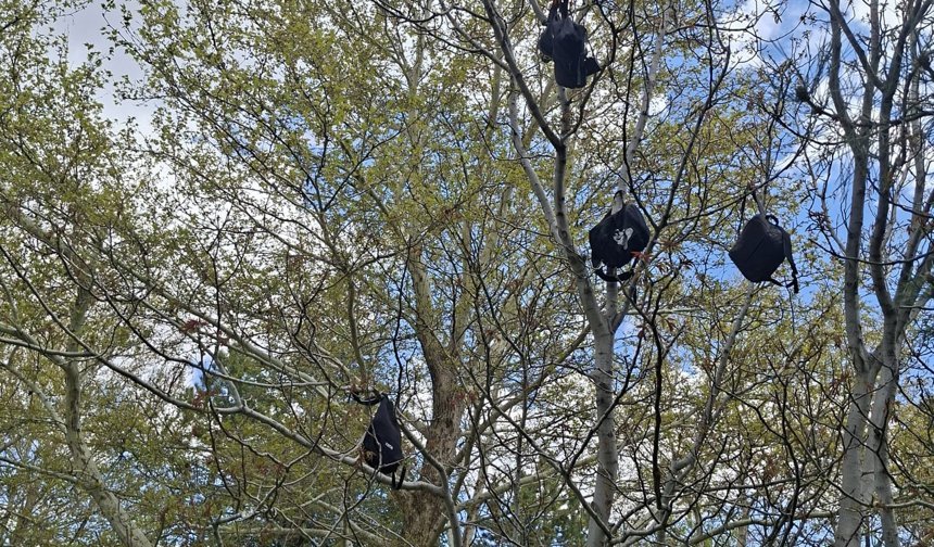 Bir çantayla başladı, fırlatılan her çanta ağaçta kaldı