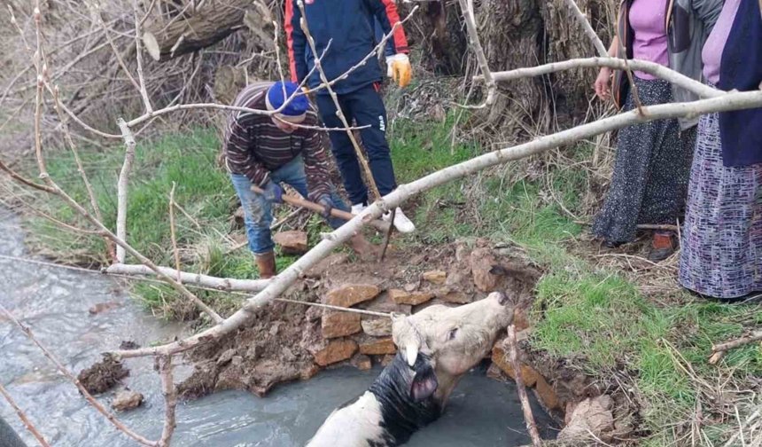 Kuyuya düşen büyükbaş, AFAD ekiplerince kurtarıldı