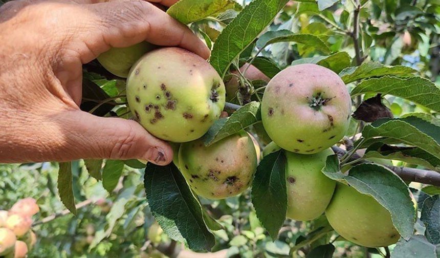 Niğde'de üreticilere "karaleke" ve "külleme" uyarısı