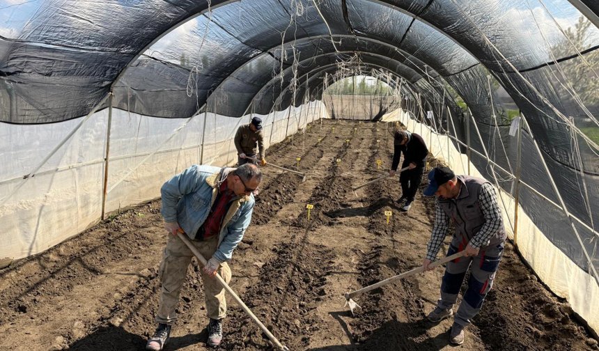 Niğde'de yeni çeşitler toprakla buluştu