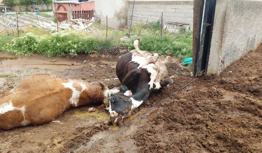 Niğde’de yıldırım düşmesi sonucu iki inek telef oldu