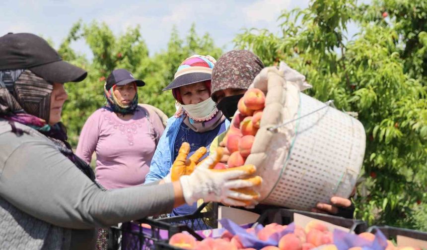 Erkenci şeftali hasadı başladı, kilosu 10-20 TL