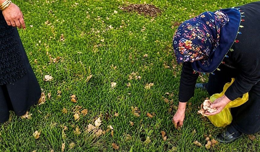 Kadınlar bahar otlarını topluyor