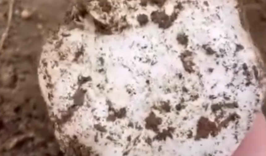 Niğde’de mantar sezonu başladı