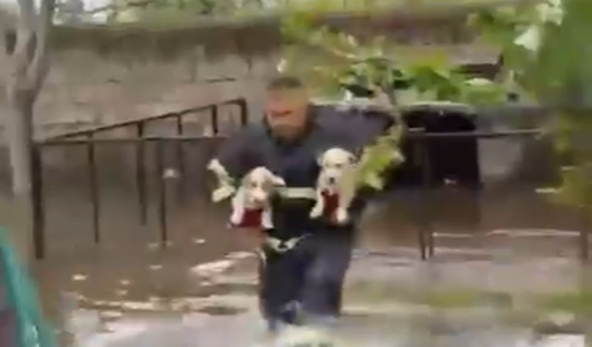 Mahsur kalan yavru köpekler kurtarıldı