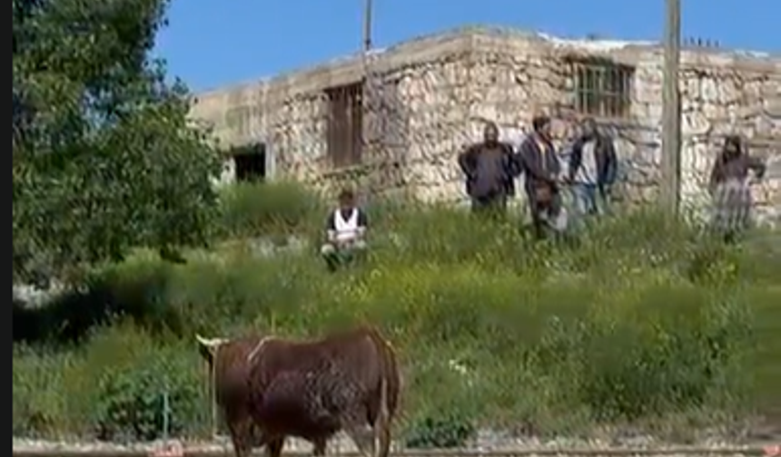 Niğde’de kaçan kurbanlık iğneyle yakalandı