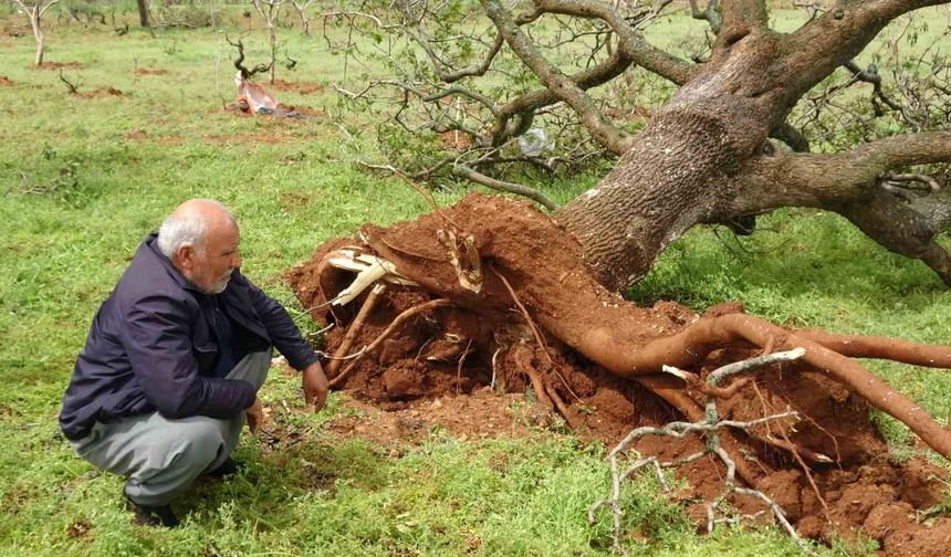 'Süper hücre' fırtınası fıstık ağaçlarını söktü