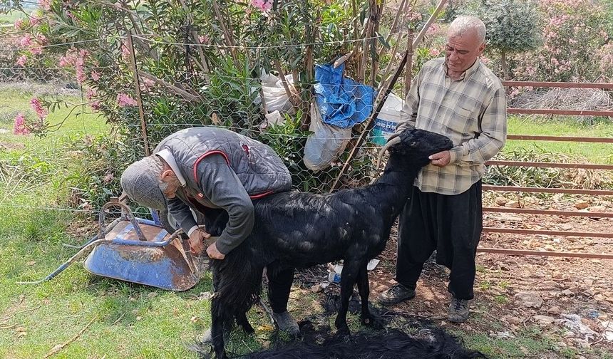 Keçilere yaz bakımı