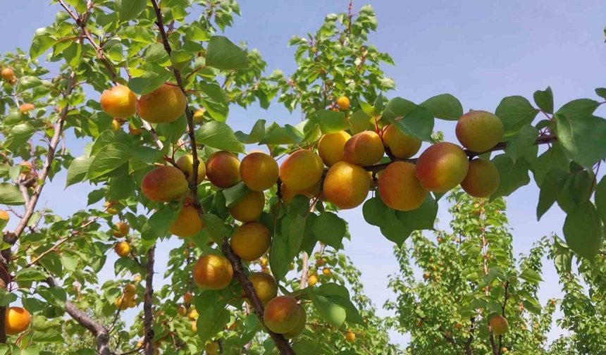 Kayısı hasadı başladı, üretici verimden memnun