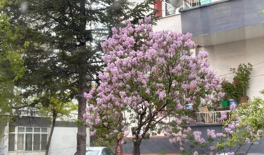 Niğde’de baharın habercisi leylaklar açtı