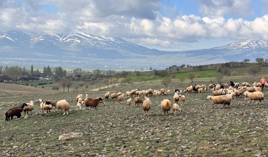 Koyunlar meralarda otlamaya başladı