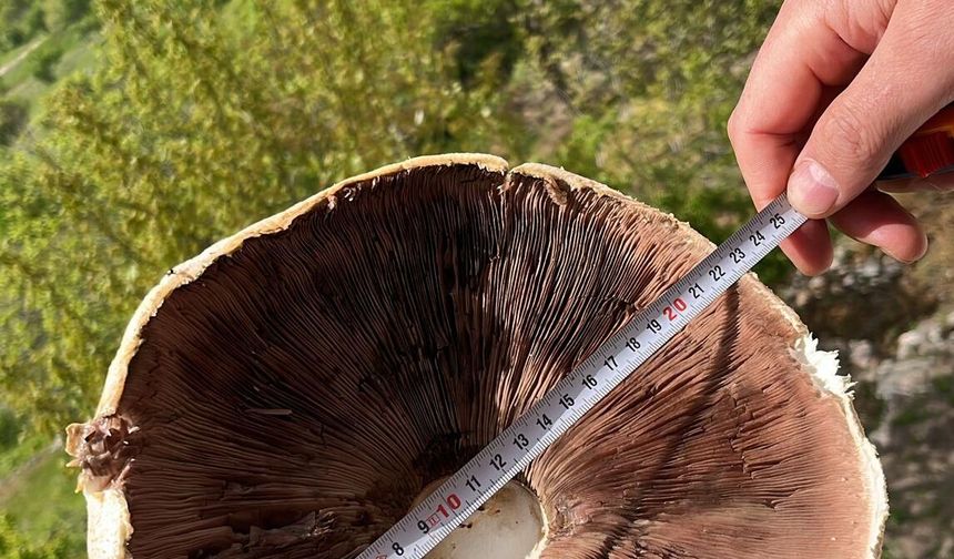 Niğde’de 23 santimetrelik dev mantar görüntülendi