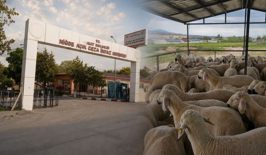 Niğde Açık Ceza İnfaz Kurumu’nda kurbanlık satışları başladı